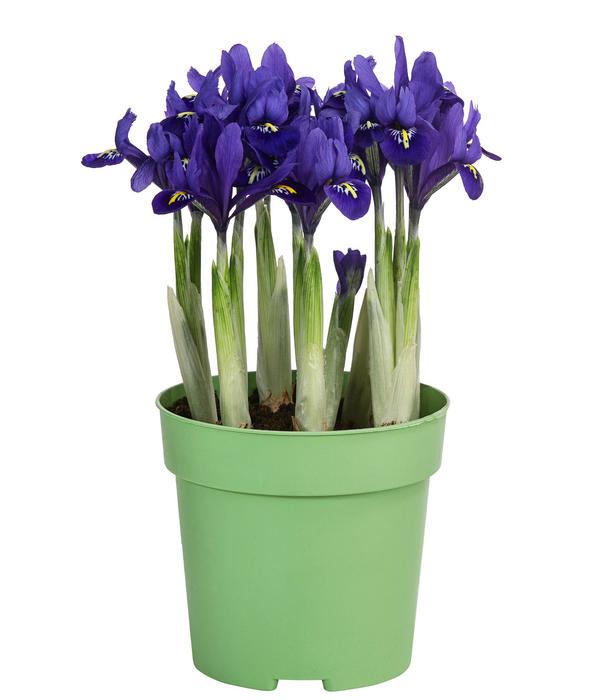Netzblatt-Iris 'Harmony'