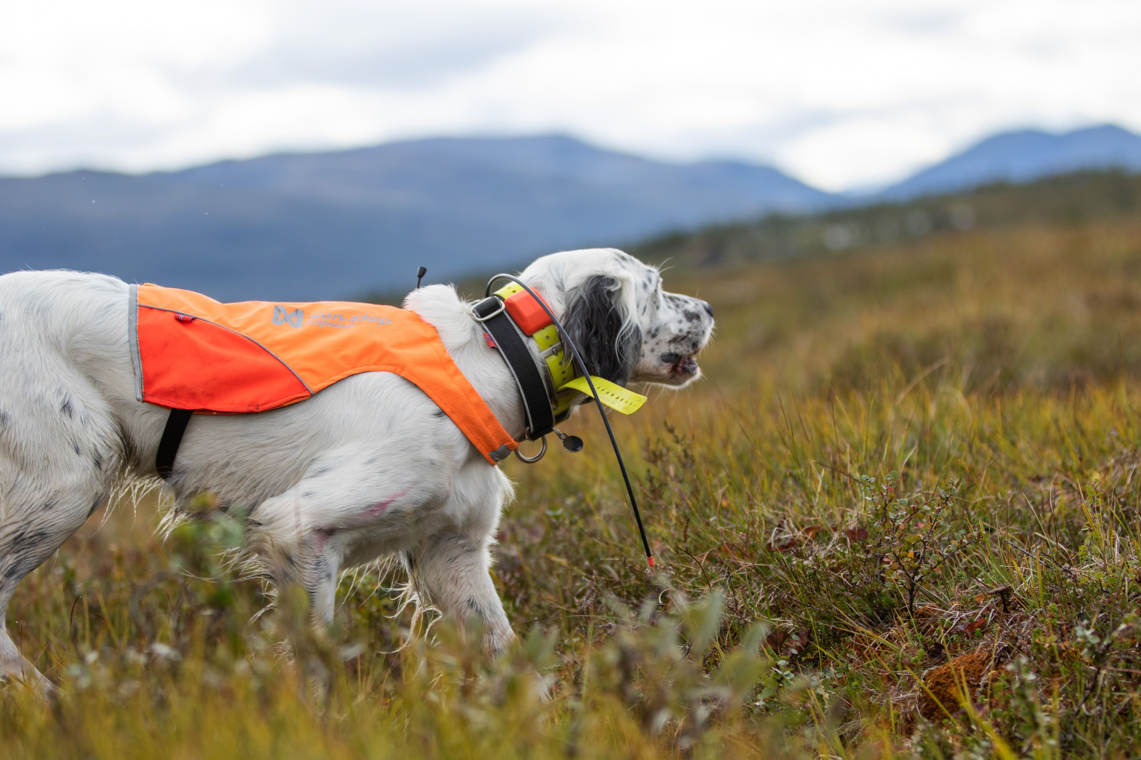 Non-Stop Dogwear Protector Cover<br>Gul på ene siden, rød på andre siden!