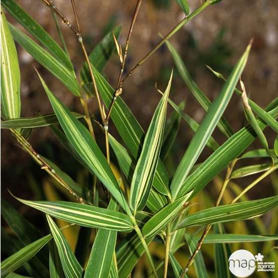 Bambou moyen phyllostachys aurea: pot de 10 litres