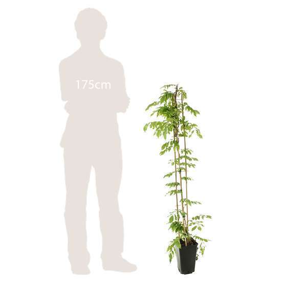 Wisteria sinensis, pot 3 litres