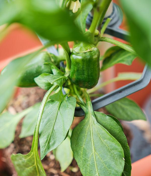 Gusta Garden Rankhilfe Chili Buddy, ca.