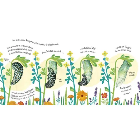 DK Verlag Wie wird die Raupe zum zum Schmetterling?