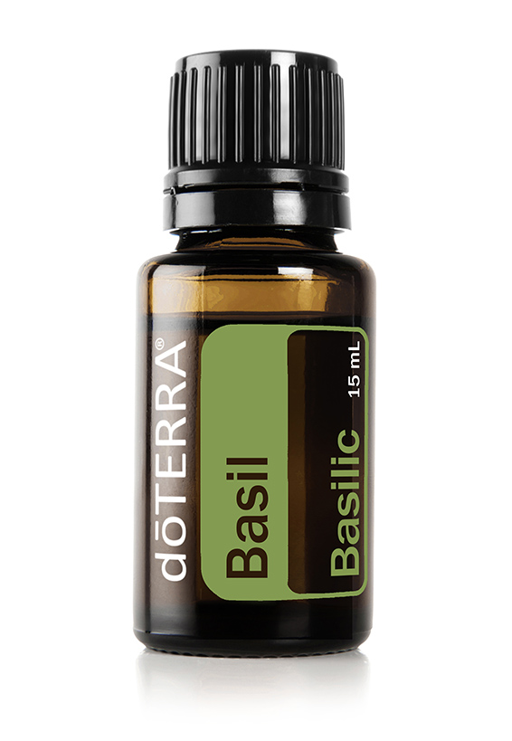 Huile de basilic  Ocimum basilicum