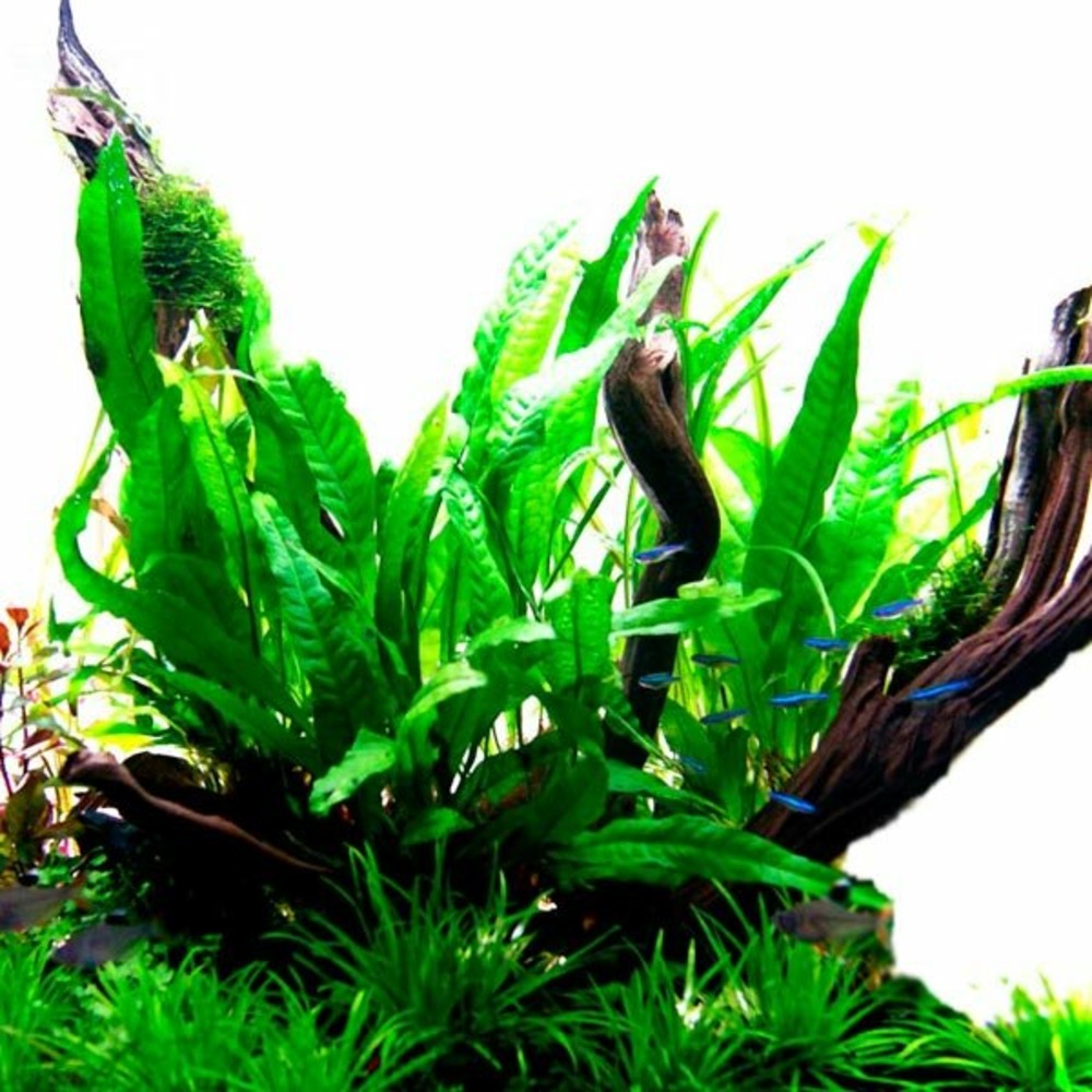 Microsorum pteropus xl