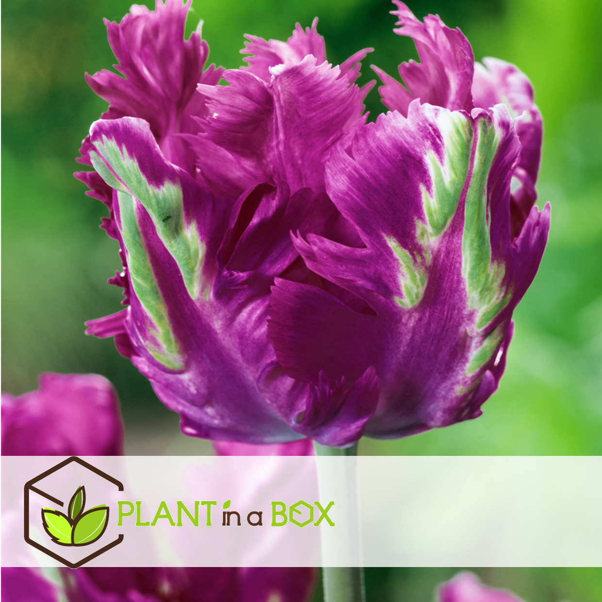 Tulipa parrot negrita - bulbes à fleurs x10 - tulipe - violet