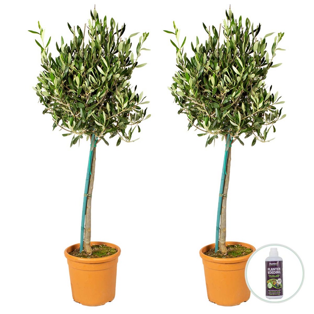 2x olea europaea avec nutrition plantgrow - olivier sur tronc - arbre ⌀19 cm ⌀80-90 cm