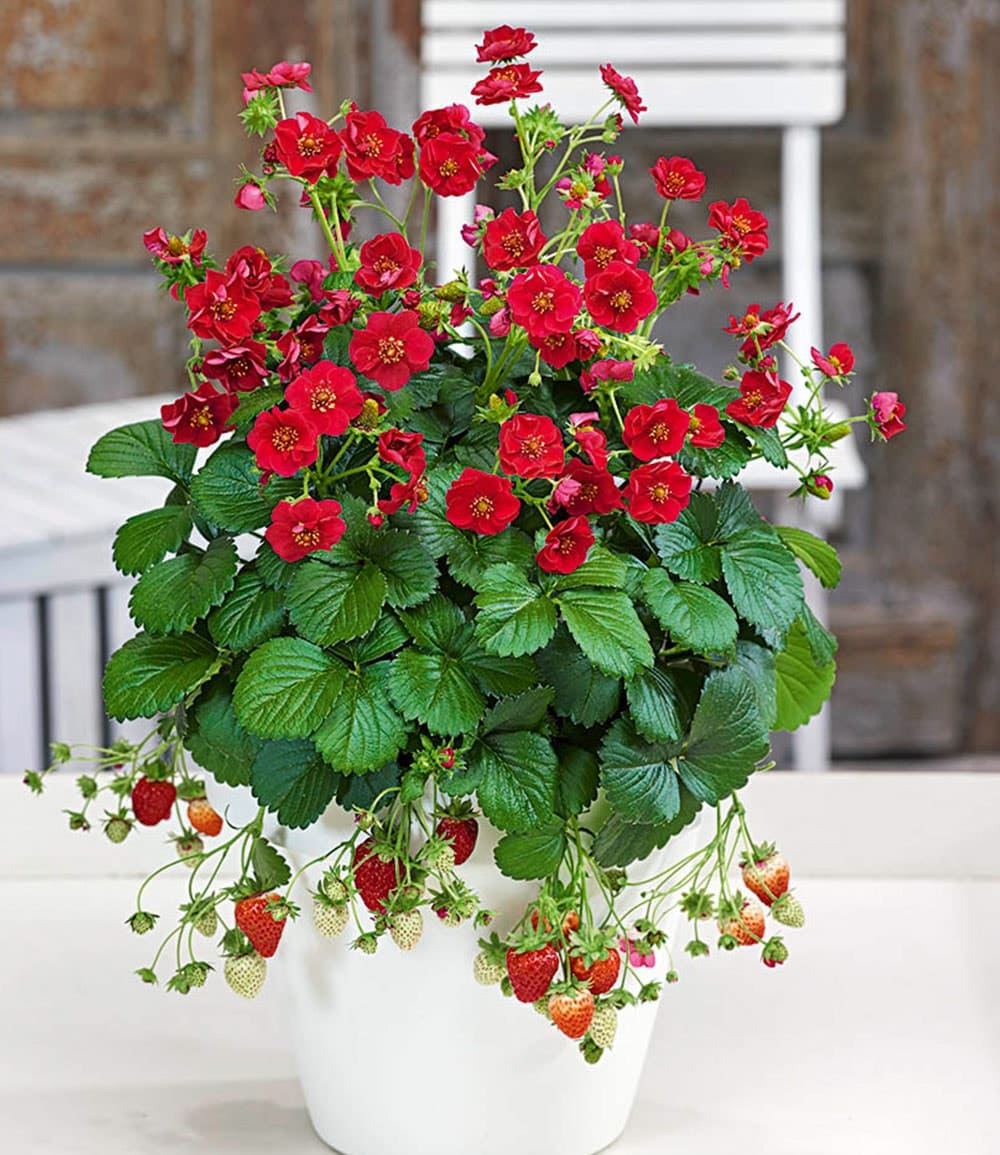 Erdbeere 'Summer Breeze Rose'