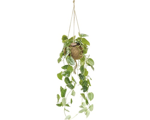 Kokodama hangmand Scindapsus FloraSelf H ca. 30 cm Ø 17 cm pot