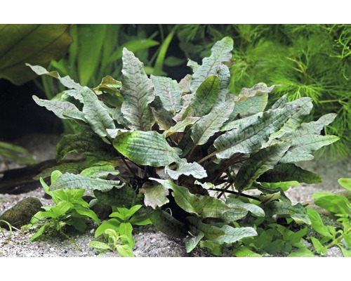 Brown Water Trumpet - Cryptocoryne wendtii brown