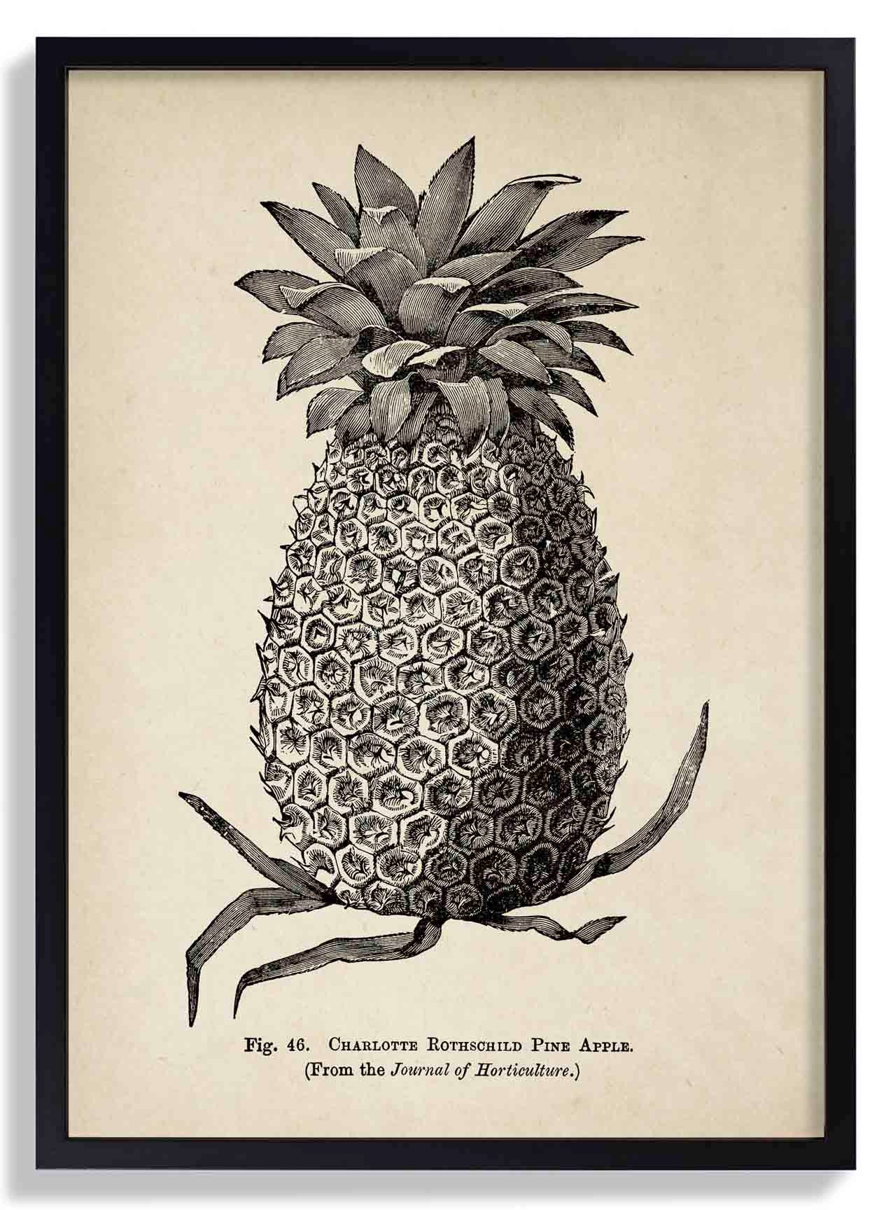 Antike Ananas