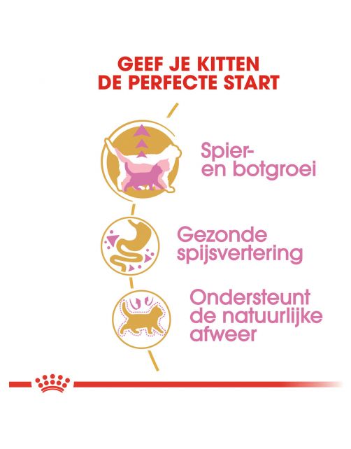 Royal Canin British Shorthair Kitten - Kitten-Kattenvoer
