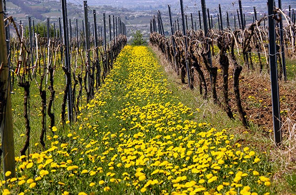 Weinwanderung Ingelheim am Rhein