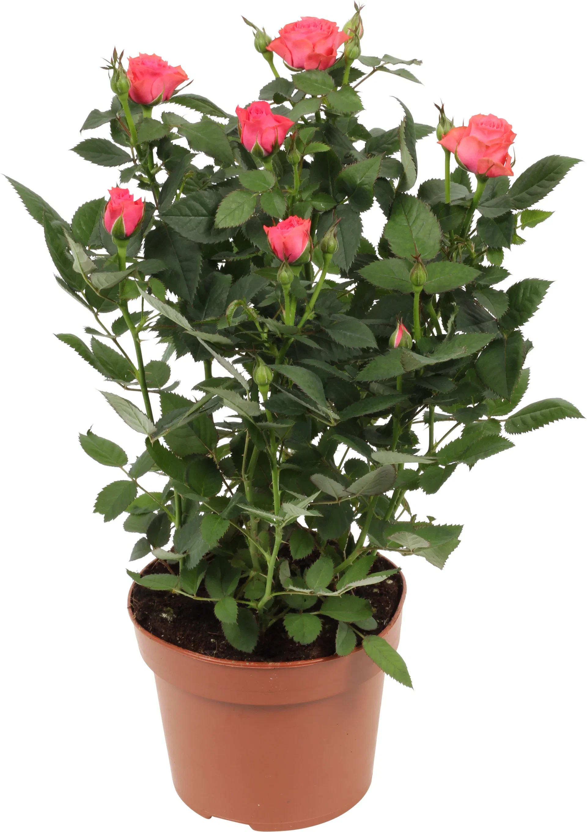 Rosa Forever Pink 12 cm Potterose Høyde 32 cm