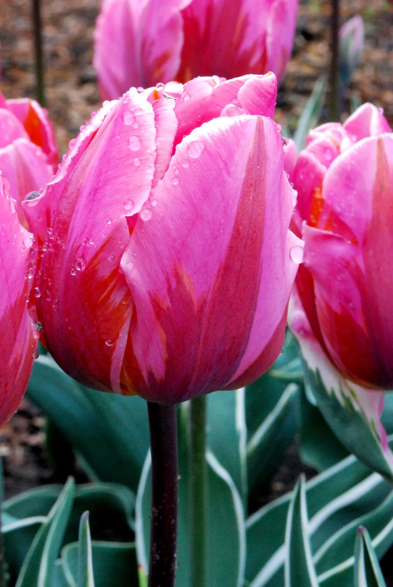 Tulipa gesneriana (Triumph-Group) 'Pretty Princess' Tulipan 'Pretty Princess'