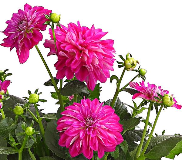Dahlie, verschiedene Farben