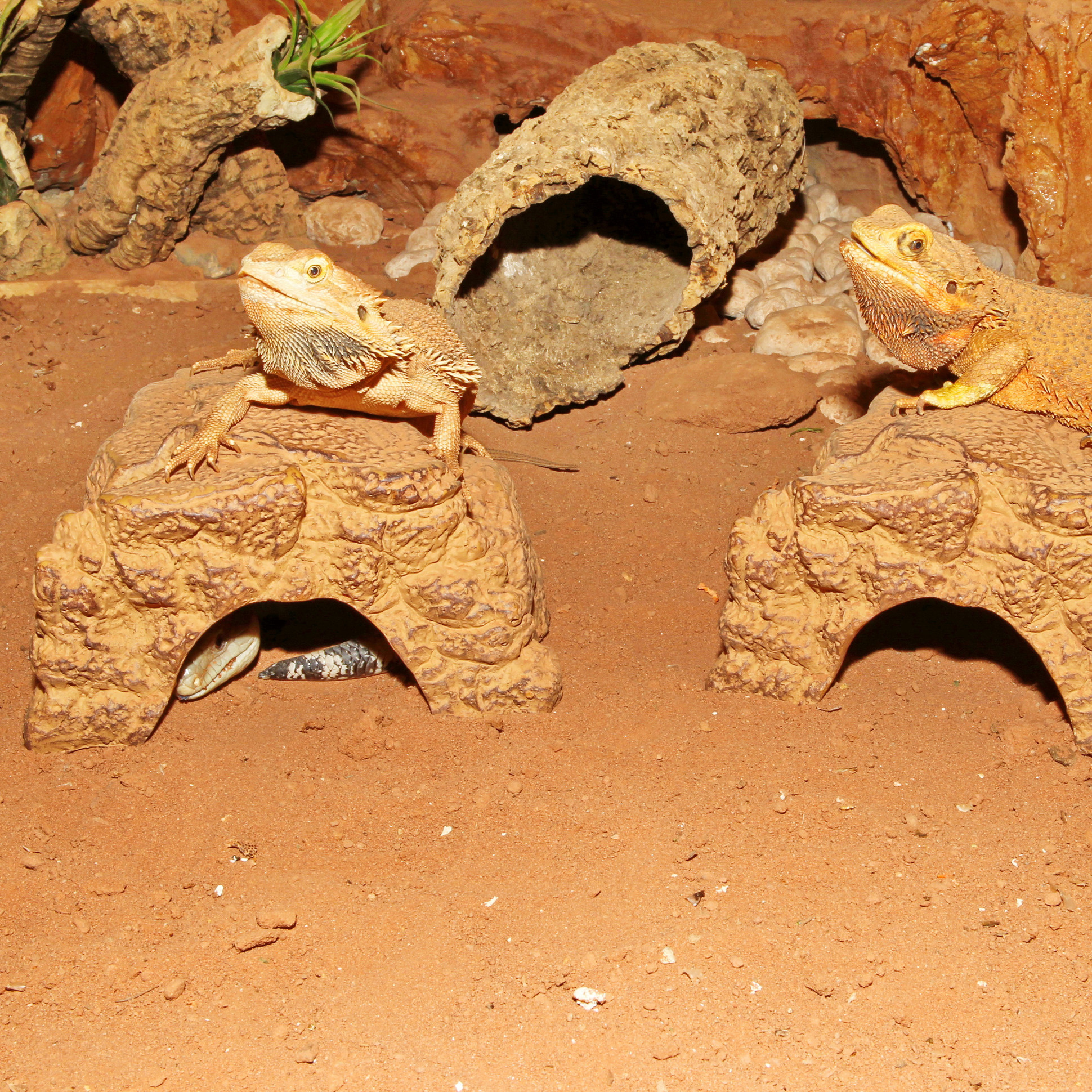 JBL ReptilBar Zand S Waterschaal terrariuminrichting