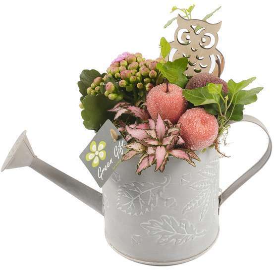 Compo arrosoir zinc : 7 plantes vertes et fleuries. D13x H25cm