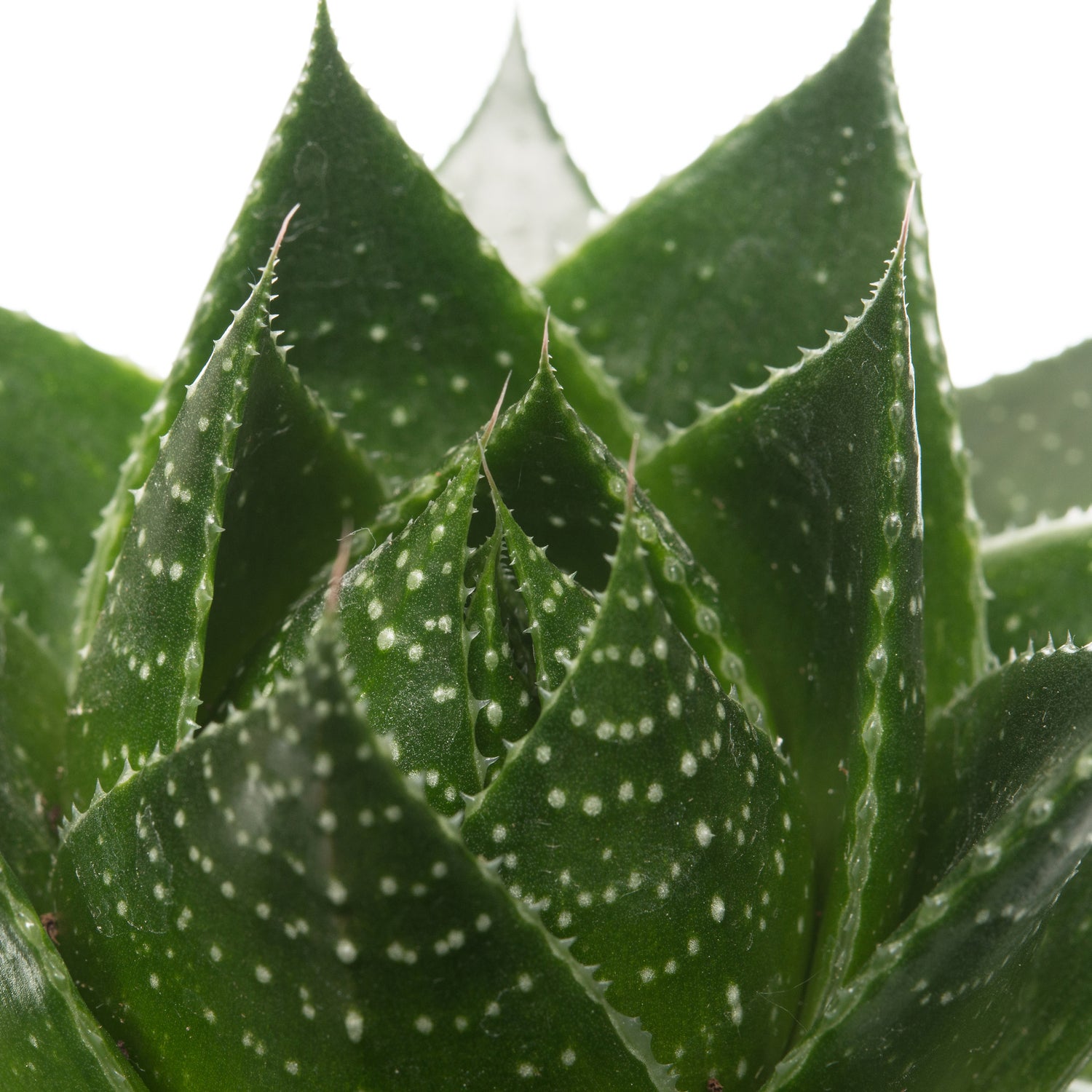 Aloë (Aloë aristata 'Cosmo') D 10,5 H 17 cm