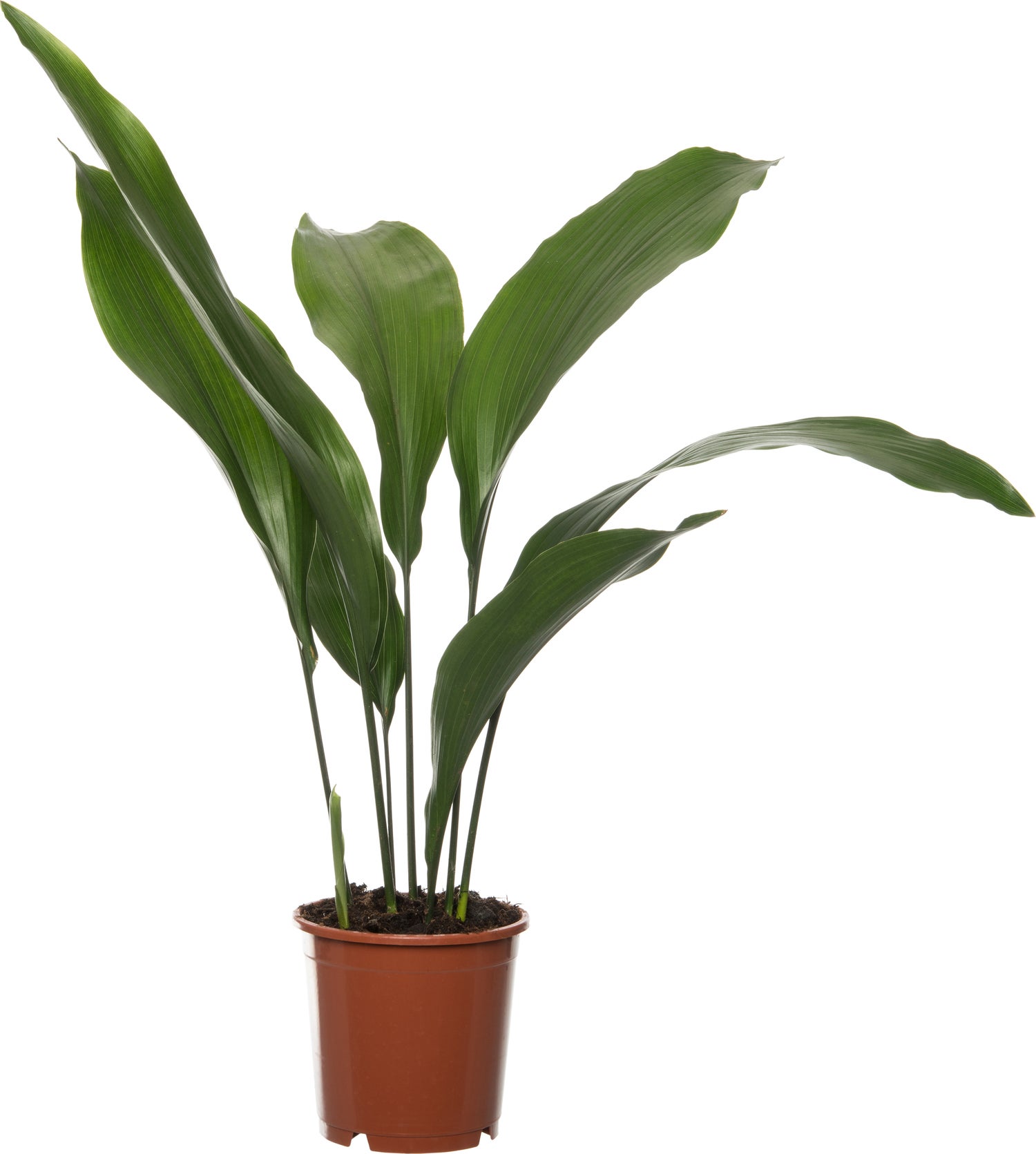 Kwartjesplant (Aspidistra elatior) D 13 H 50 cm