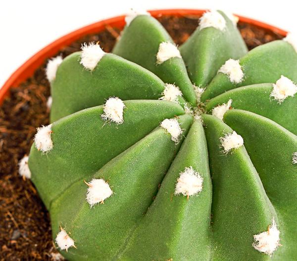 Seeigelkaktus - Echinopsis multiplex