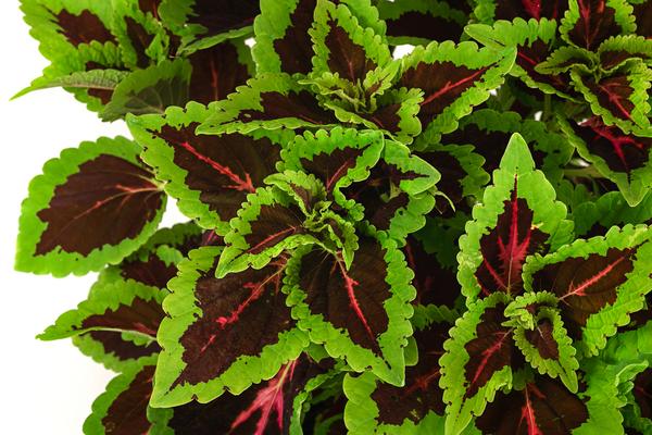 Buntnessel - Solenostemon scutellarioides