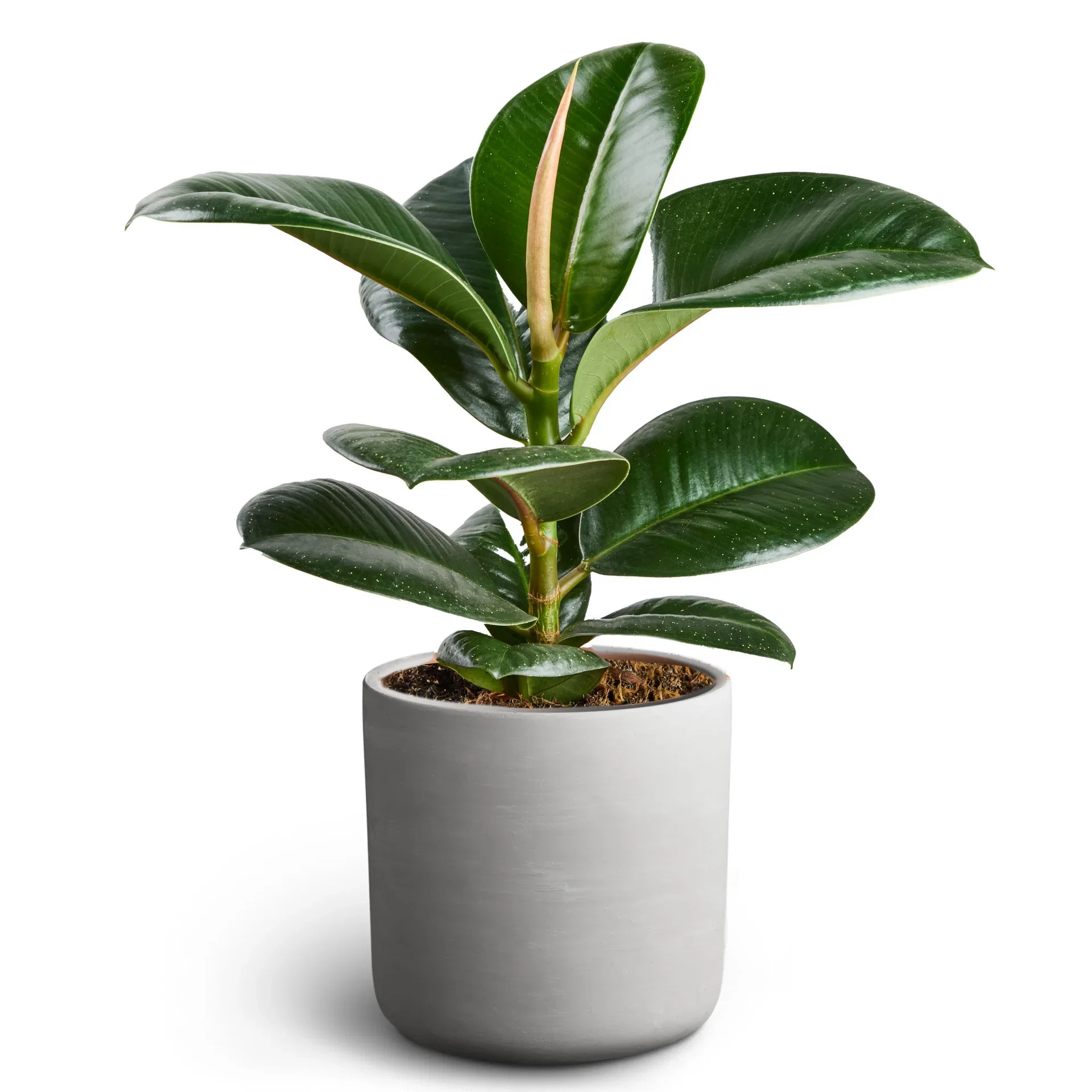 Leaf in Deco Pot 11 cm Grønn plante i potte Høyde 30 cm