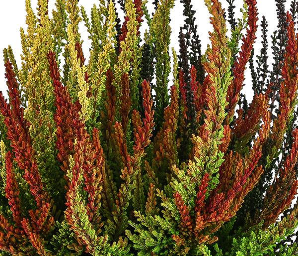 Knospenheide 'Sunset Fire®'