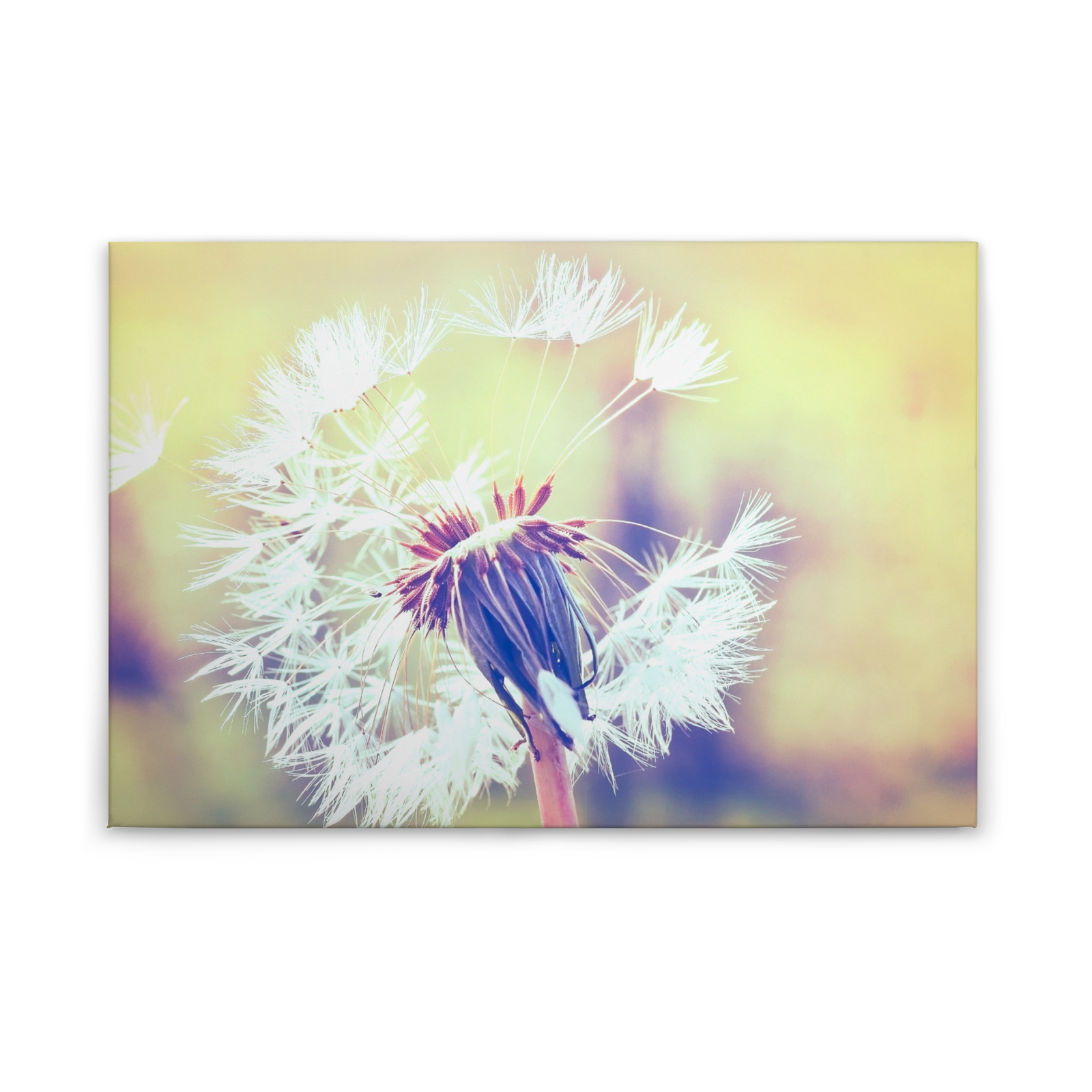 Leinwandbild PUSTEBLUME - gelb - 90x60 cm