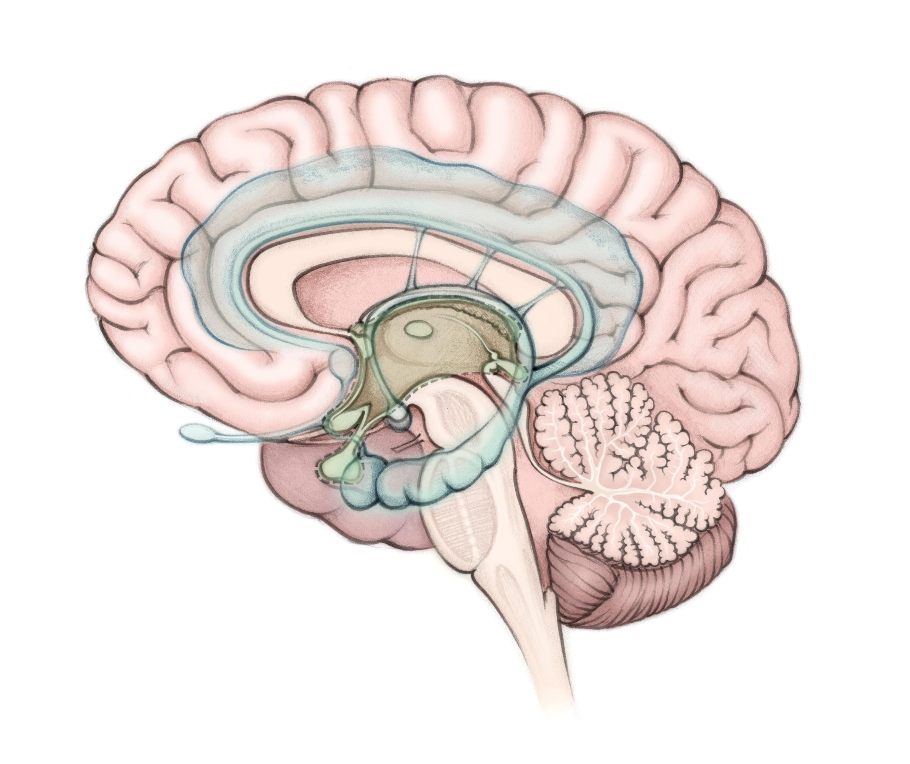 Ganzheitliche Anatomie für moderne Yogis