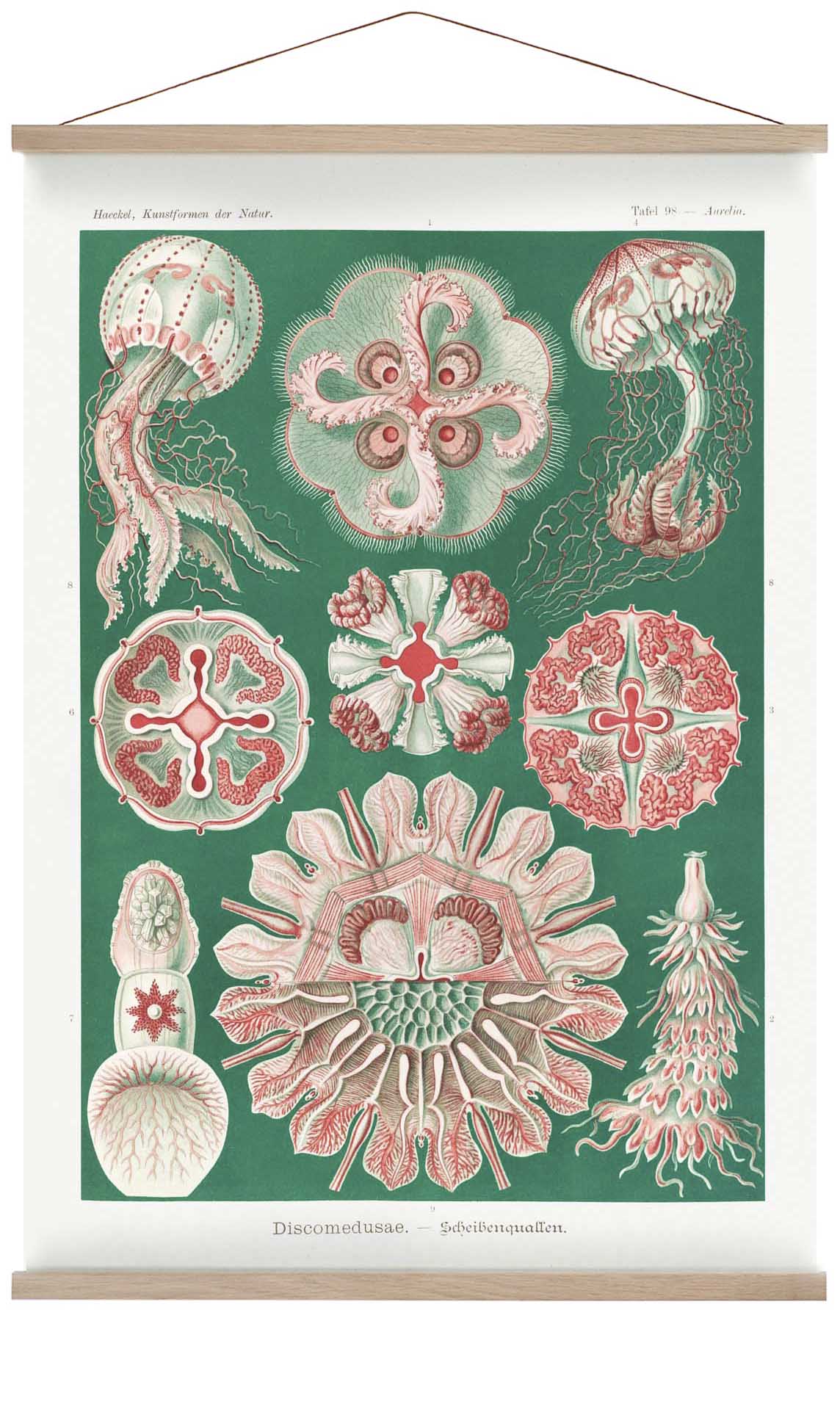 Discomedusae Green Pink von Ernst Haeckel mit Rändern