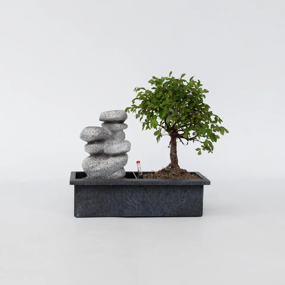 Bonsai met waterval - Bonsai - Hoogte 25-35cm - ⌀29cm