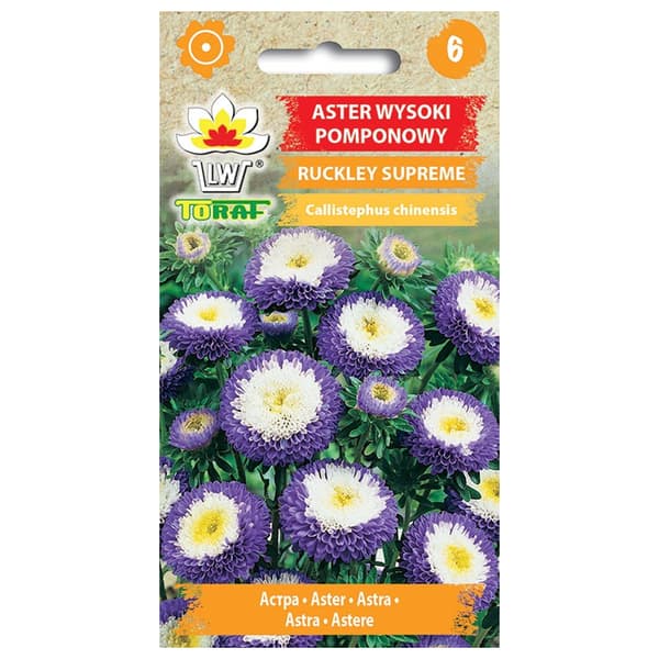 Frø til aster Ruckley Supreme - Blå pompongblomster med hvitgult sentrum