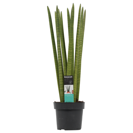 Sanseveria cylindrica straight - pot D17cm