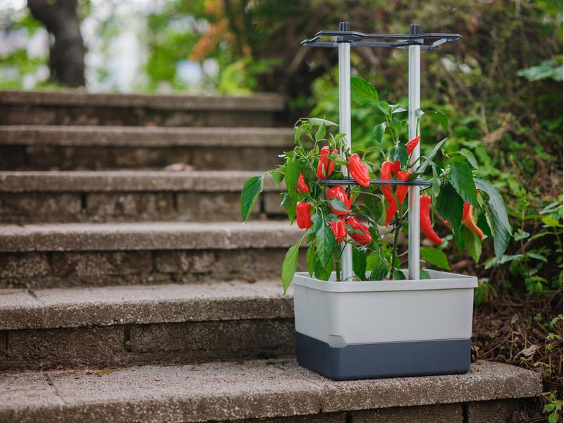 Gusta Garden Pflanzentopf CHARLY CHILI Starterset, Hellgrau Chilitopf mit Wassertank & Ranksystem