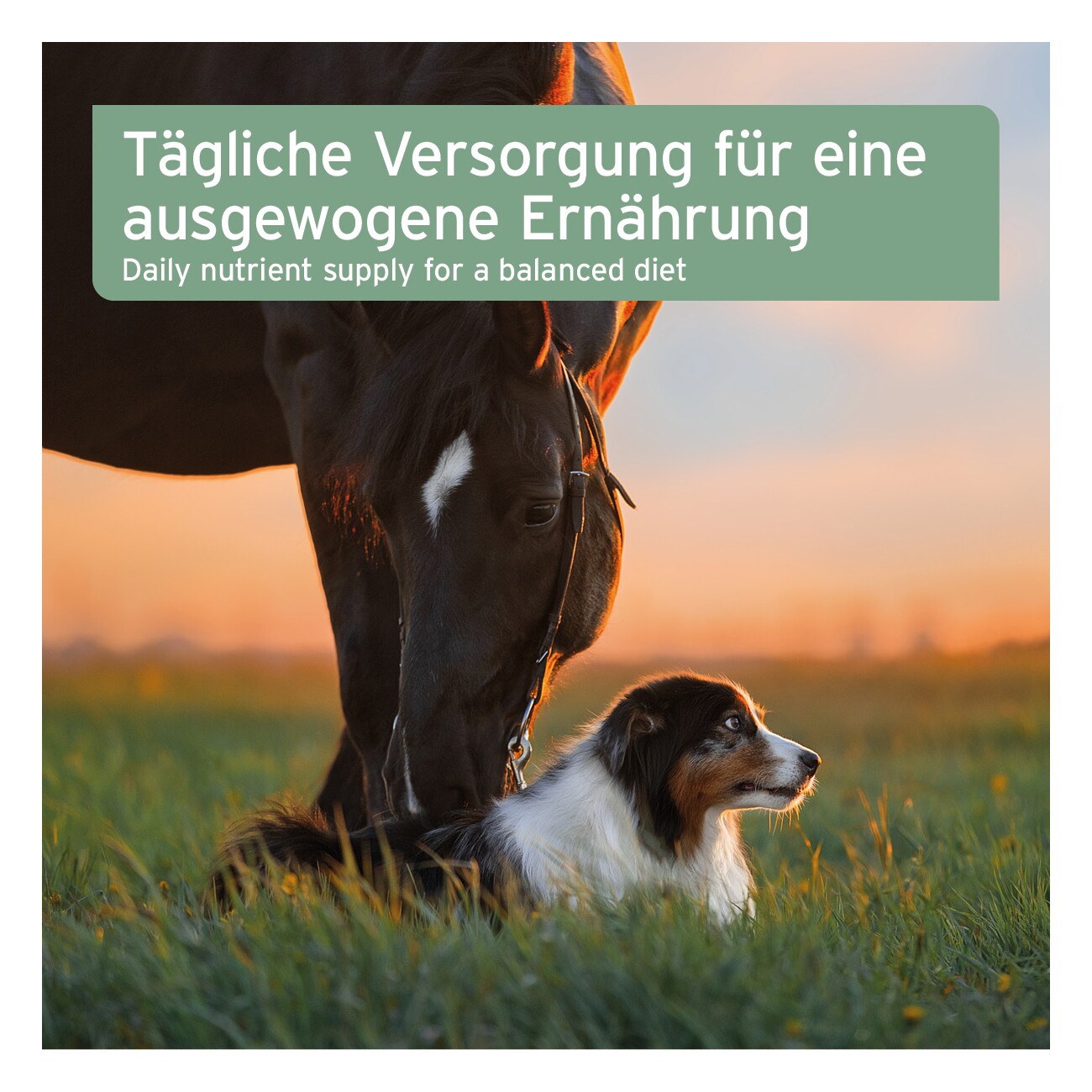AniForte Bio Ägyptisches Schwarzkümmelöl 500ml