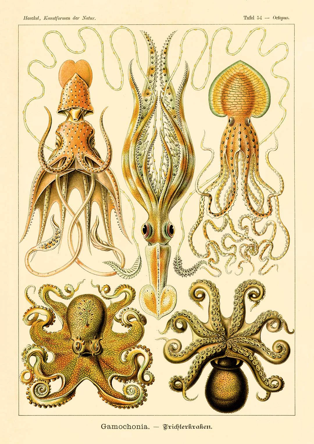 Gamochonia von Ernst Haeckel