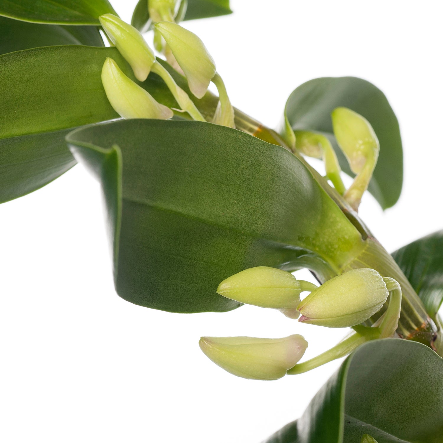 Bamboe orchidee (Dendrobium nobile 'Apollon') op boogrekje D 12 H 45 cm