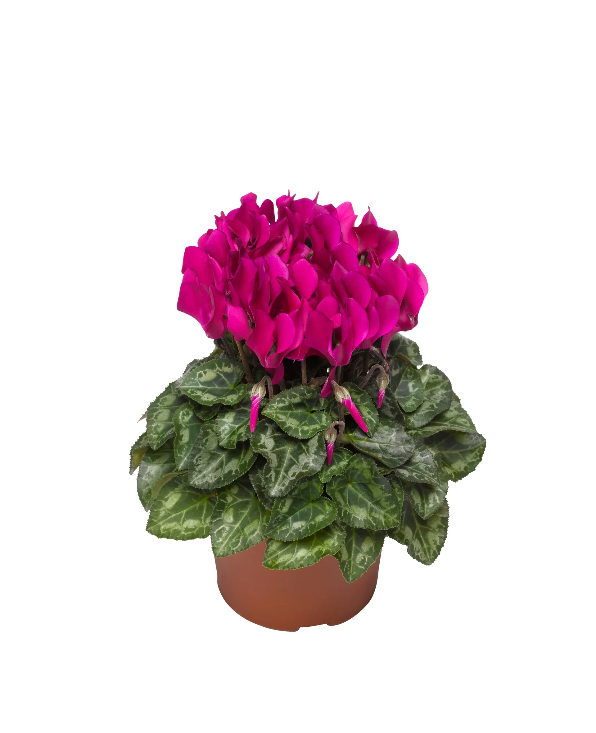 Cyclamen Purple 10,5 cm Alpefiol mini Ø10,5 cm