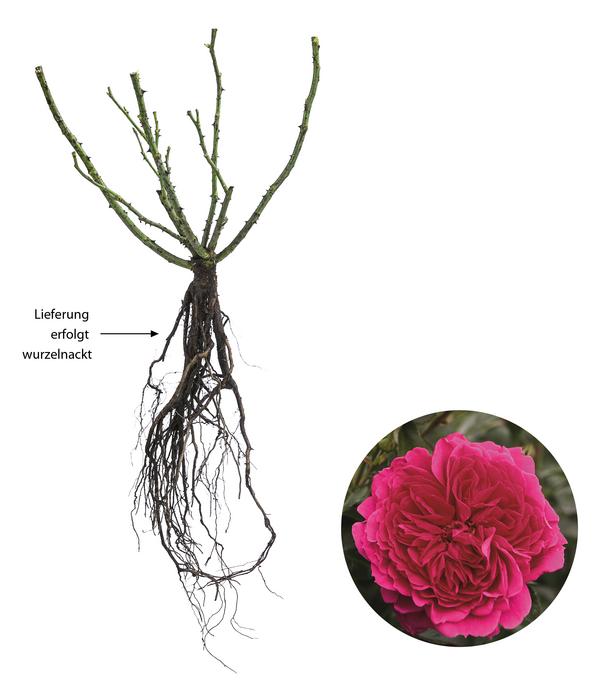 Nostalgie®-Strauchrose 'Soul®'