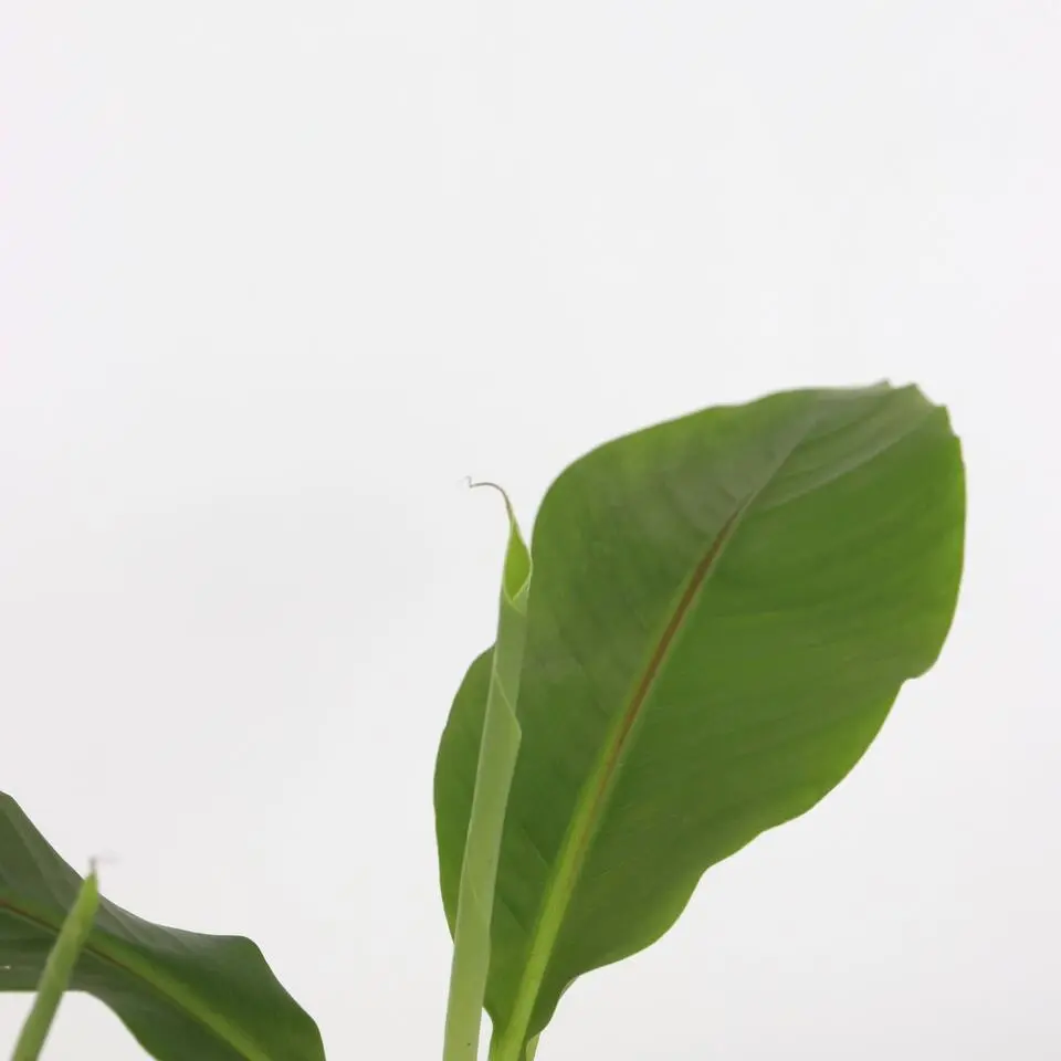 Bananenplant - Set van 6 - Musa basjoo - Hoogte 25-40cm - ⌀9cm