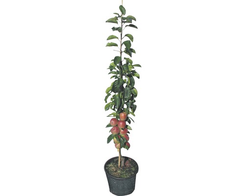 Biologische zuilvormige appel FloraSelf Bio Malus domestica 'Red River' H 130-150 cm Co 10 L