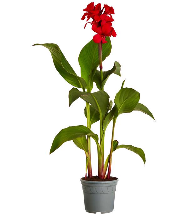 Indisches Blumenrohr, verschiedene Sorten