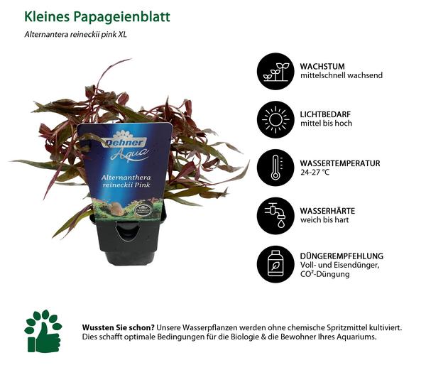 Dehner Aqua Premium Kleines Papageienblatt -