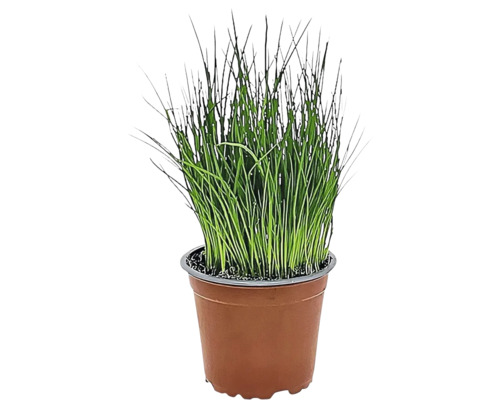 Biologische bieslook FloraSelf Biologische Allium schoenoprasum Ø 12 cm pot