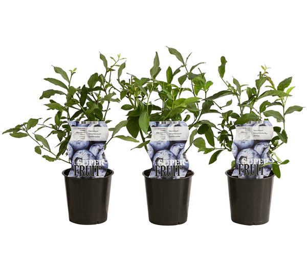 Heidelbeer-Set Blaubeer-Genuss, 3-teilig
