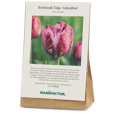 Blumenzwiebeln Rembrandt-Tulpe 'Columbine'