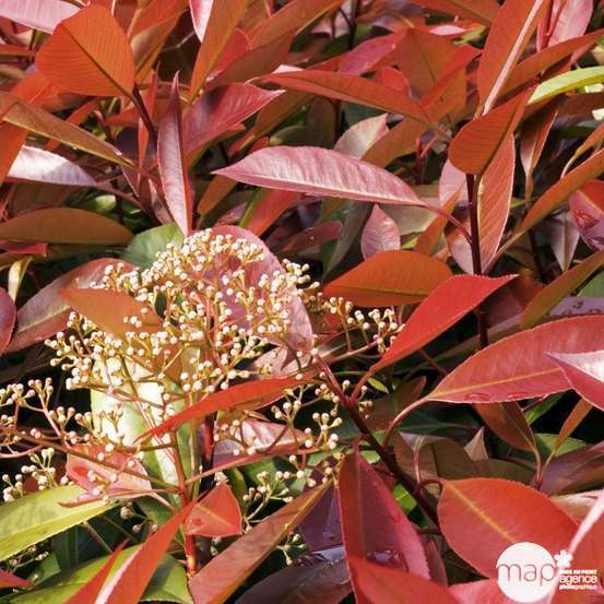 Photinia x fraseri ' Red Robin ' : ctr 2 litres
