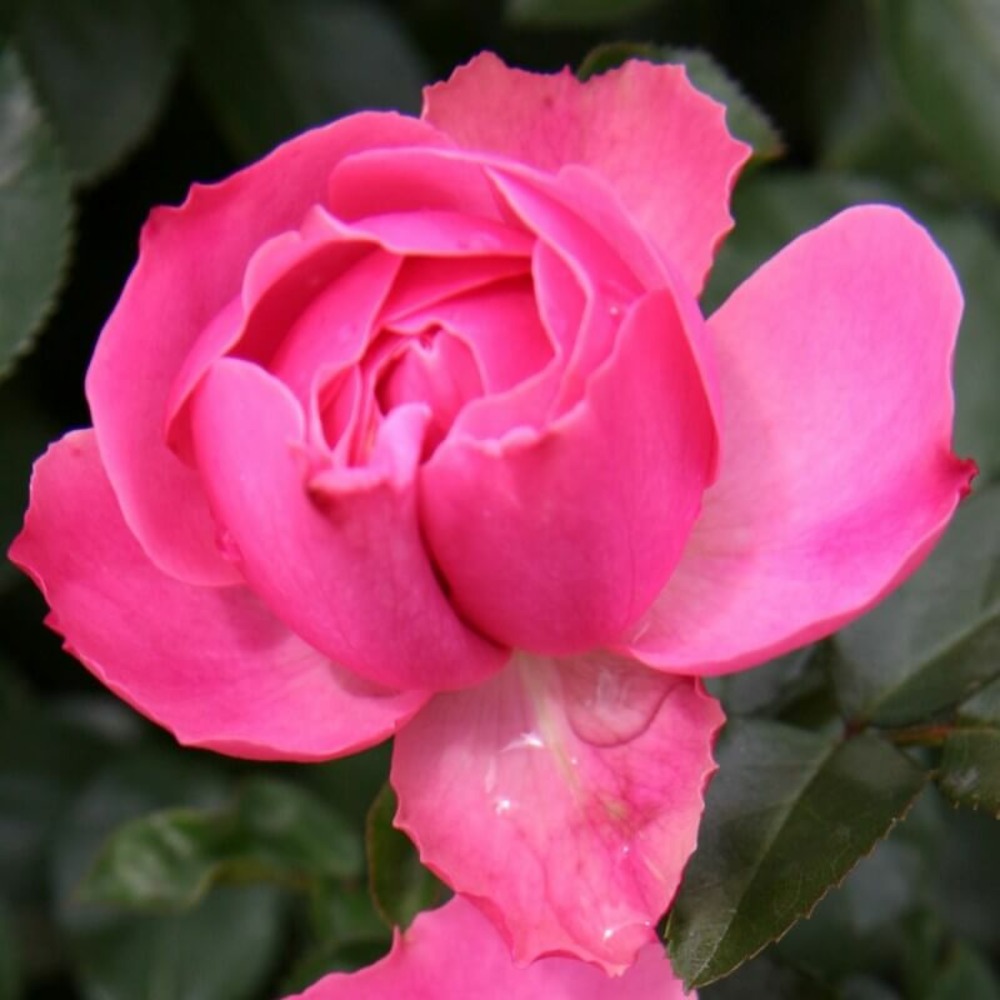 Rosier 'léonard de vinci®' -