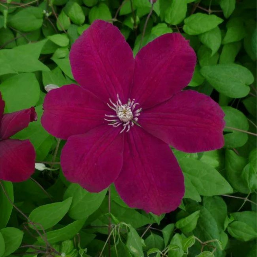 Clématite 'rouge cardinal' - clematis 1,5l