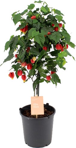 Belgische vlag op stam (Abutilon megapotamicum 'Big Bell') D 19 H 75 cm